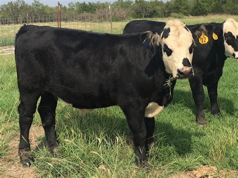 steers for sale oklahoma